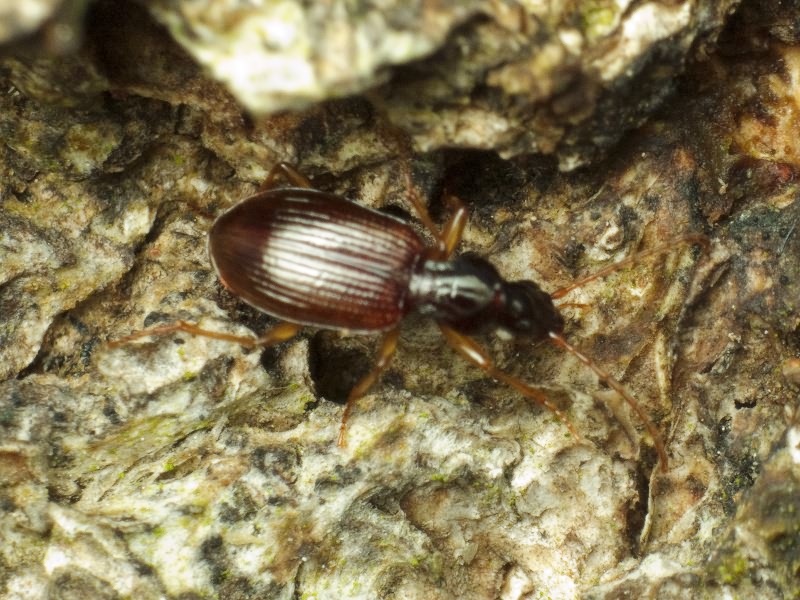 Oxypselaphus obscurus (Herbst, 1784)